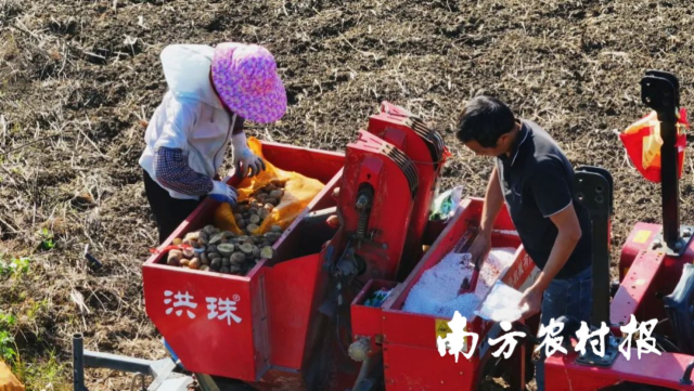 利用冬闲田种植马铃薯。 利用冬闲田种植马铃薯。