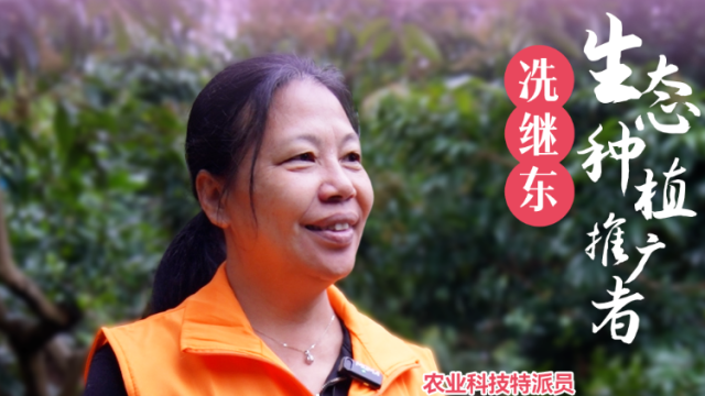 花期荔枝椿防治方法 | 农技先锋行