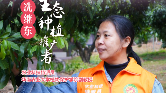 花期荔枝霜疫病防治方法 | 农技先锋行