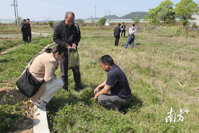 参会人员采集紫云英样本