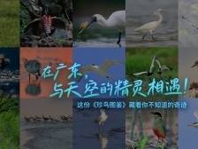在广东，与天空的精灵相遇！｜生物多样性看广东