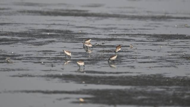 罕见！20只珍稀鸟类勺嘴鹬同时现身广东湛江｜南方+视频