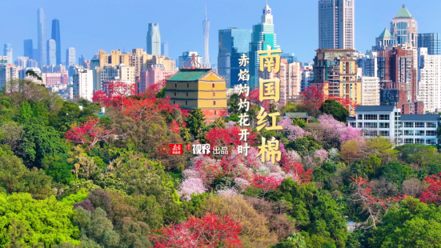 春和景明，来花城广州赴一场木棉花之约吧！