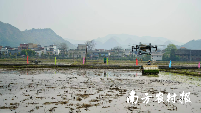 连州春耕现场。