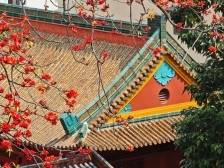 春日“最美木棉红”！ 广州农讲所木棉正盛放