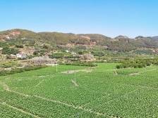 烟稻轮作年产值达2000万元，看隆文镇如何“复活”千亩农田｜梅县区全域土地综合整治系列报道④