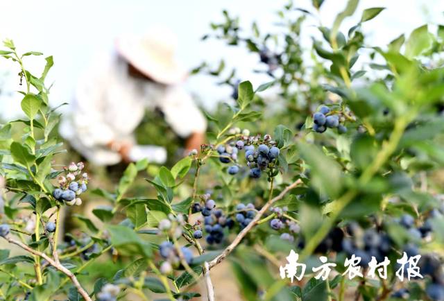 麻江蓝莓园采摘、游玩潜力大。