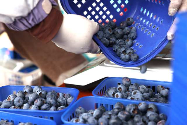 蓝莓采摘。