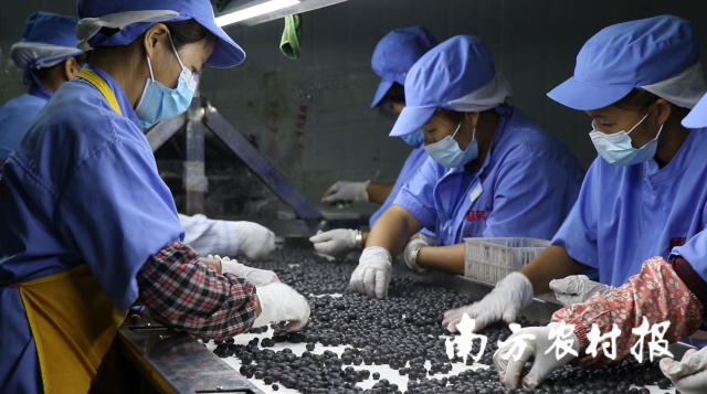 工人在冷库挑选蓝莓。