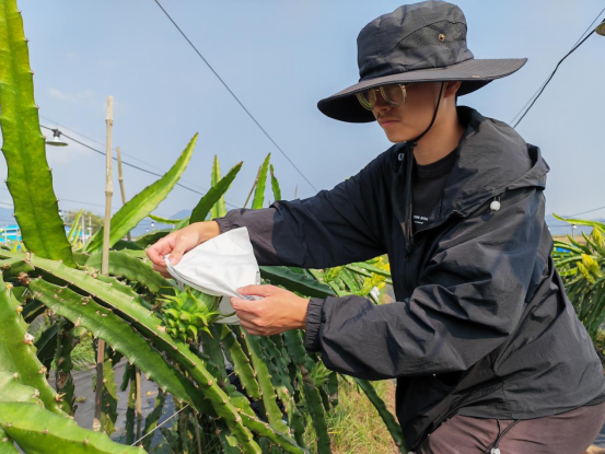 科技小院研究生跟踪查看火龙果长势。 科技小院研究生跟踪查看火龙果长势。