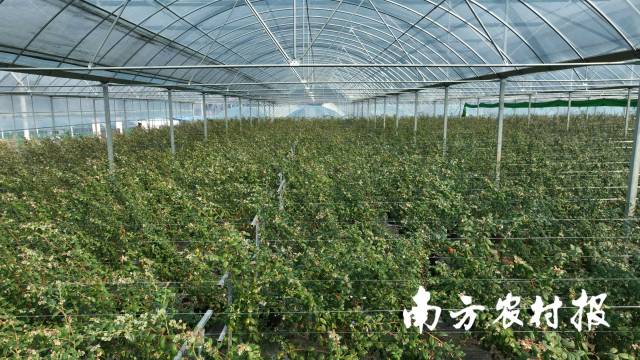 麻江县高标准蓝莓大棚种植基地。