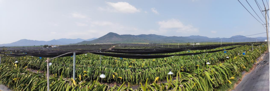 海南乐东火龙果科技小院基地全景。 海南乐东火龙果科技小院基地全景。