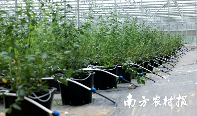 水肥一体化系统。