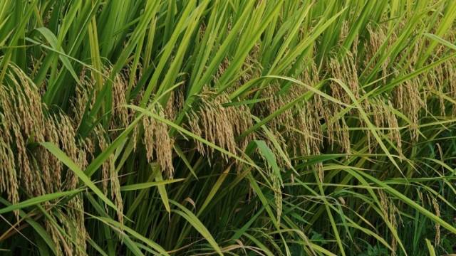 攥紧种子“芯片”，装上农机“大脑”！广东加快建设现代化产业体系