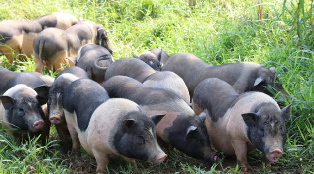 在山林间半放养的陆川猪。图源:广西市场监管 在山林间半放养的陆川猪。图源:广西市场监管