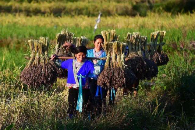 融水紫黑香糯生长在700米以上高寒山区。图源:广西农产品贸易网 融水紫黑香糯生长在700米以上高寒山区。图源:广西农产品贸易网