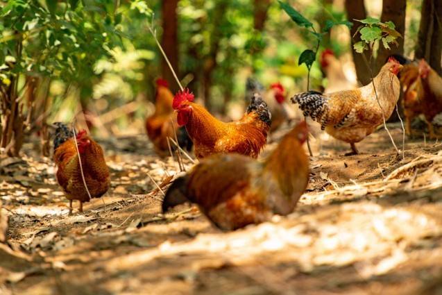 放养在山林的七百弄鸡。图源:桂字号农业品牌 放养在山林的七百弄鸡。图源:桂字号农业品牌