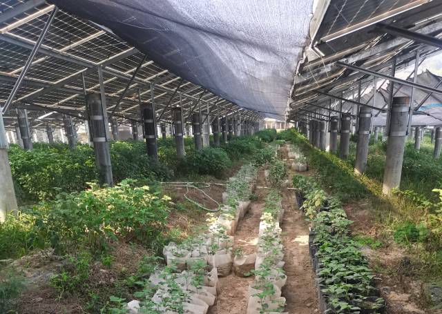 广东能源集团：“绿美筑基、产业赋能、民生护航”立体化帮扶绘就乡村振兴新图景