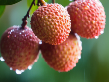 断崖式降温+持续阴雨来袭！@高州荔农 这份保果指南请收好