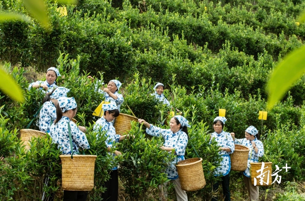 上春山来撷新绿!五华推介两条“茶旅融合”一日游精品线路_南方+_南方plus