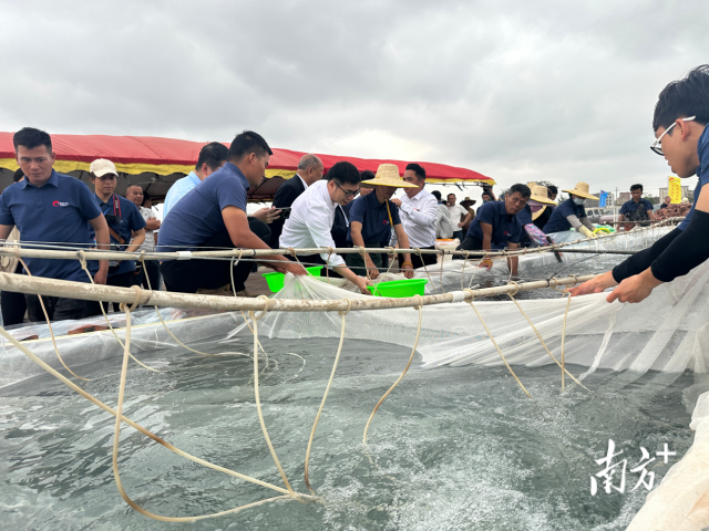 领导嘉宾查看罗非鱼苗生长情况。