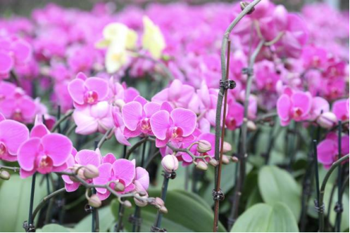 韶關(guān)翁源蘭花已成為當(dāng)?shù)刂еa(chǎn)業(yè),，是大灣區(qū)年花市場(chǎng)熱銷貨,。