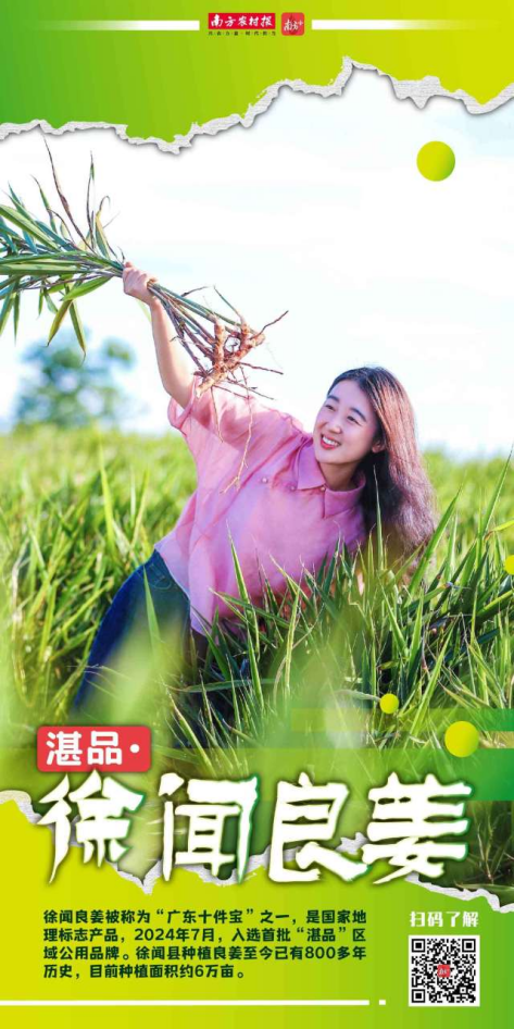 徐聞良姜入選2024年首批“湛品”品牌公示名單,，成為其品牌價(jià)值重塑、賦能產(chǎn)業(yè)加速發(fā)展重要機(jī)遇,。