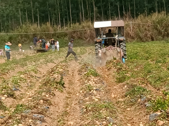 肇庆：良种良法良机结合 助力马铃薯产业提质增效