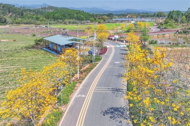 东源县顺天镇大坪村村道。河源市计划通过路域环境整治、生态景观打造、绿色廊道建设等举措，将普通公路升级为“生态走廊”“致富通道”。 杨坚 摄