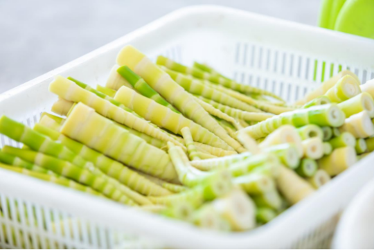 揭西苦筍品質(zhì)優(yōu)良。