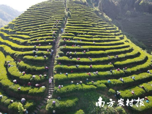 河源市紫金縣采茶盛景,。