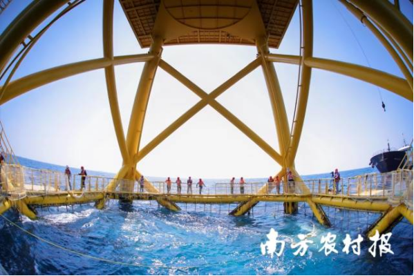 陽江陽西縣推動(dòng)“風(fēng)漁融合”規(guī)模化發(fā)展,，加快形成500億元的海洋產(chǎn)業(yè)集群,。圖為“明漁一號(hào)”養(yǎng)殖平臺(tái)收獲現(xiàn)場(chǎng)。