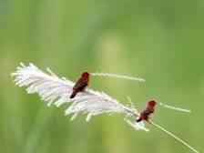 南方+拍客带你“鸟”解大湾区 | 生物多样性看广东
