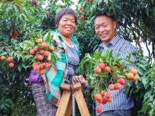 镇委书记“种草”，果业巨头响应！今年仙品荔要卖到上海滩