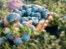 东源上莞：对标仙湖茶，打造百亩蓝莓产业加速赋能“百千万工程”