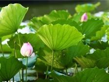 优秀！江门鹤山两人荣登全国“见义勇为勇士季度榜”