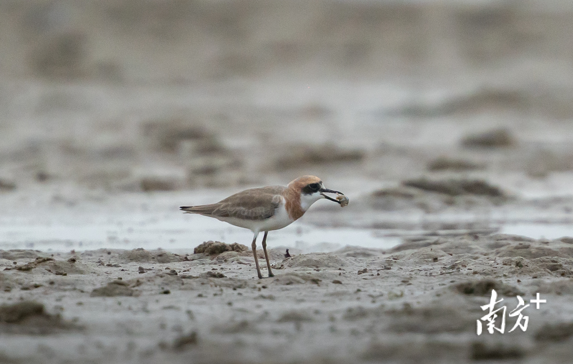 溪头镇北寮湾红树林公园滩涂上,一只铁嘴沙鸻正在捕食。 溪头镇北寮湾红树林公园滩涂上,一只铁嘴沙鸻正在捕食。