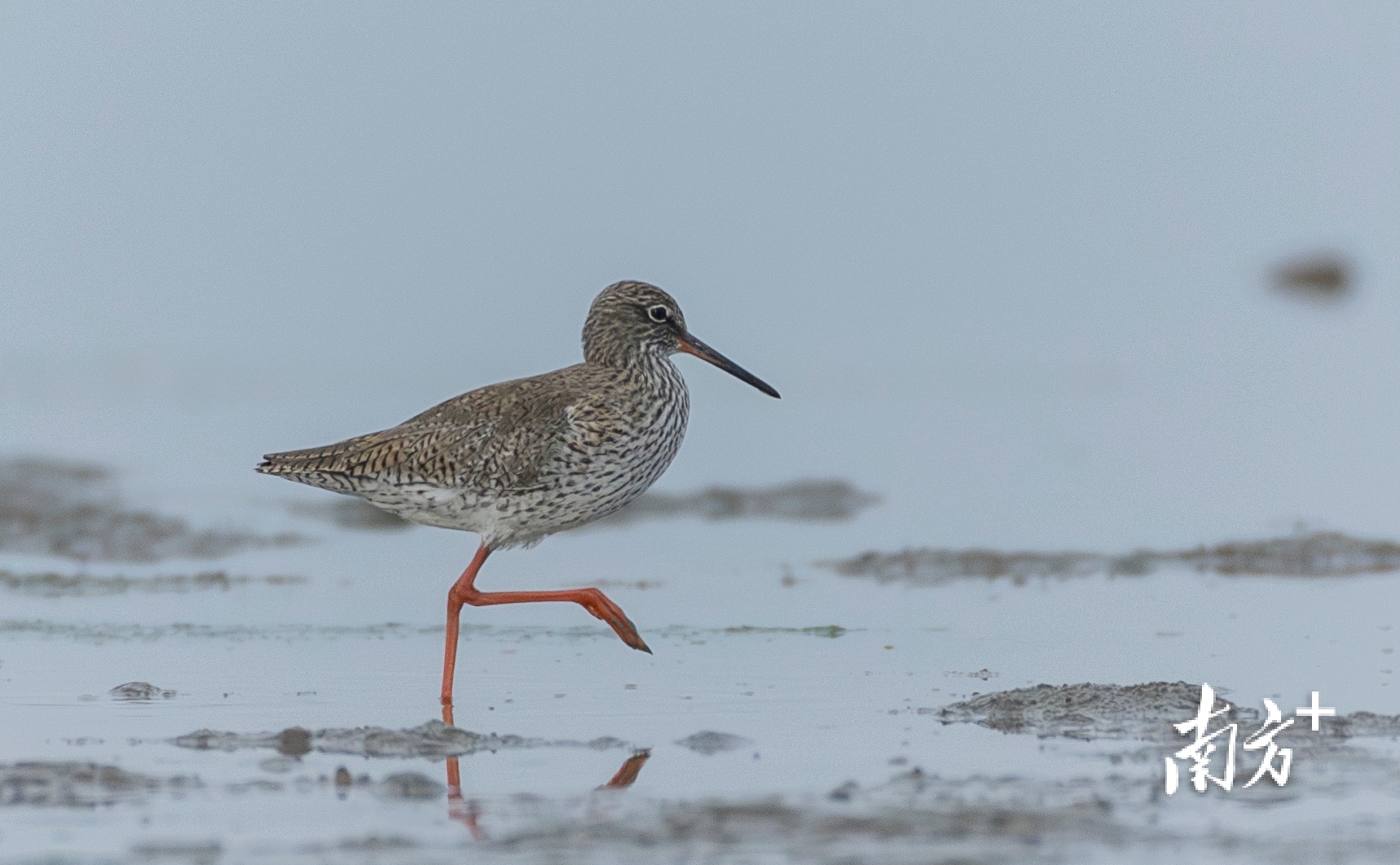 红脚鹬行走在海边。 红脚鹬行走在海边。