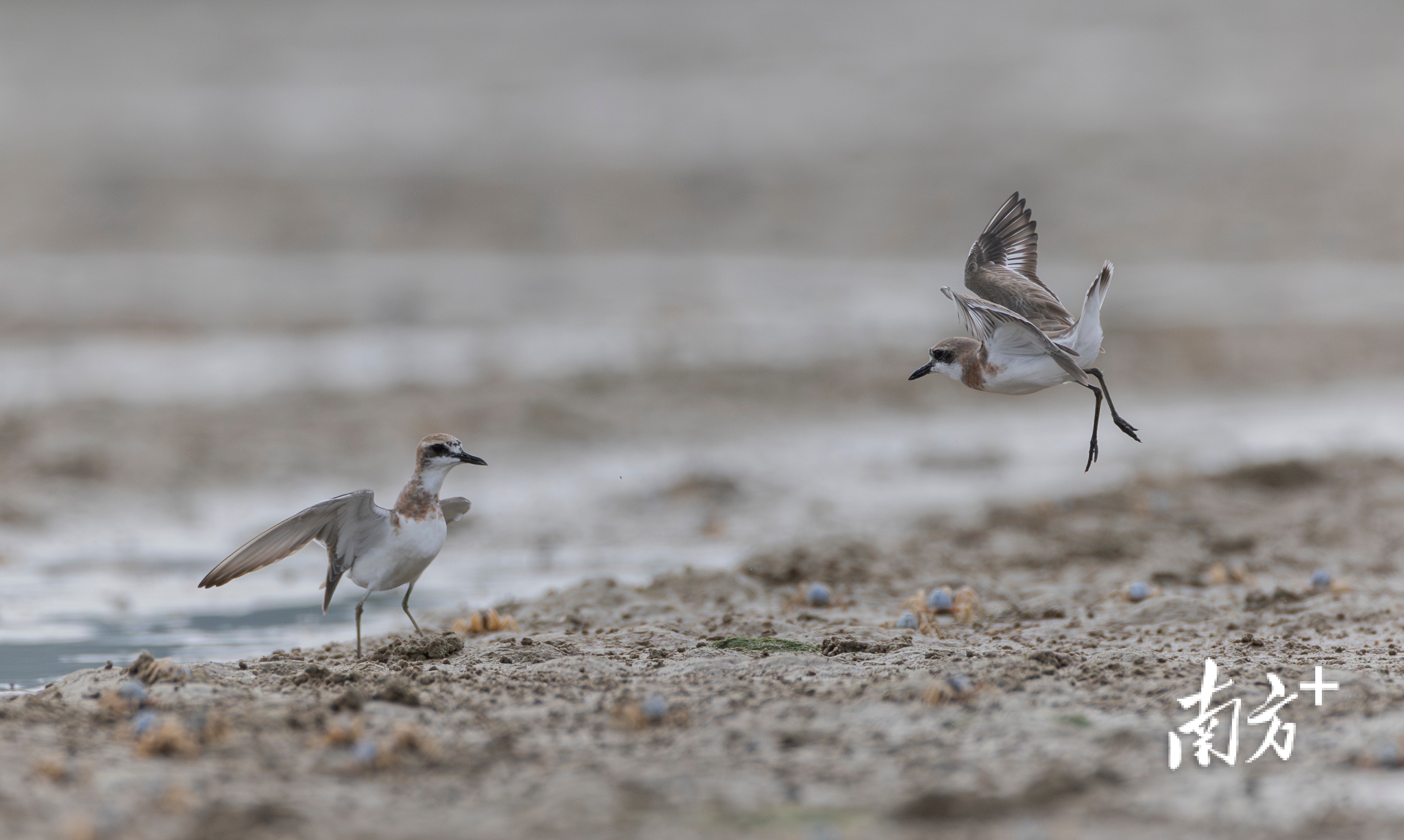 两只铁嘴沙鸻正在打闹。 两只铁嘴沙鸻正在打闹。