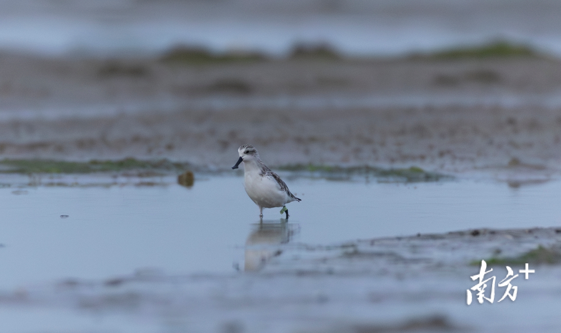 携带环志“99”的勺嘴鹬正在觅食。 携带环志“99”的勺嘴鹬正在觅食。