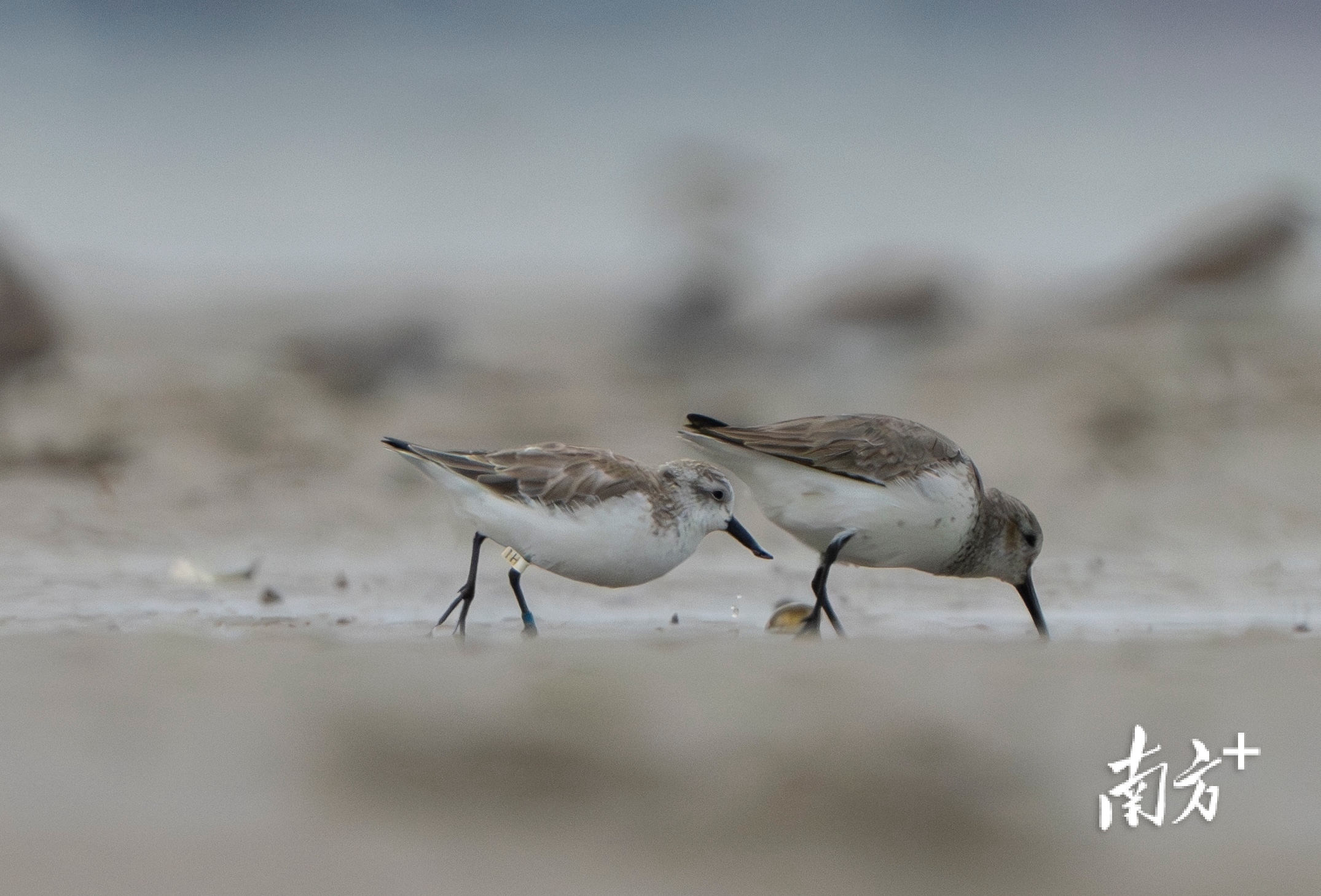 携带环志“1H”的勺嘴鹬在沙滩上觅食。 携带环志“1H”的勺嘴鹬在沙滩上觅食。