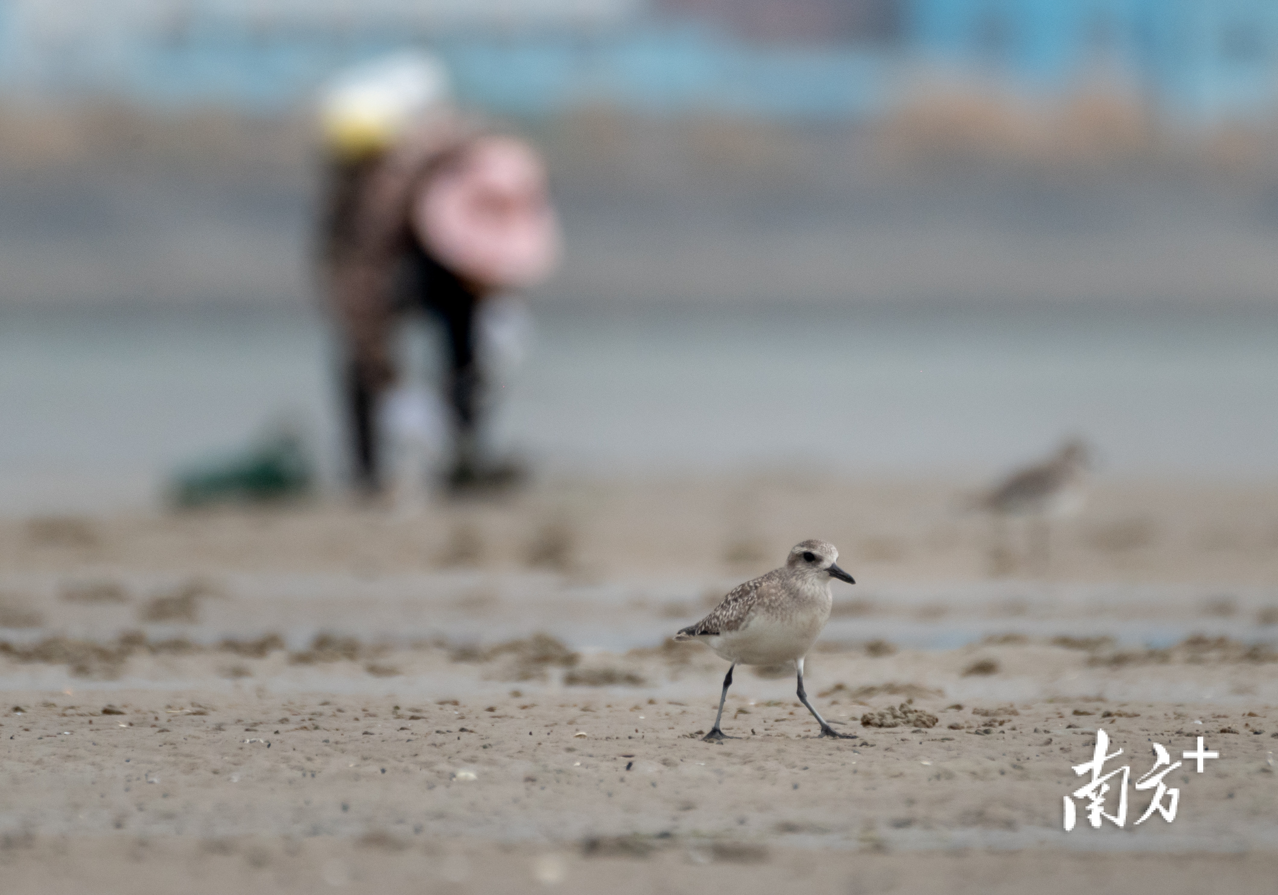 溪头镇北寮湾红树林公园滩涂上,灰斑鸻正在觅食,远处的渔民正在赶海,二者和谐共处。 溪头镇北寮湾红树林公园滩涂上,灰斑鸻正在觅食,远处的渔民正在赶海,二者和谐共处。