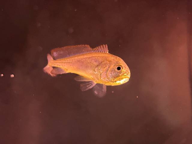 硇洲族大黄鱼鱼苗。化海受访企业提供 硇洲族大黄鱼鱼苗。现代受访企业提供