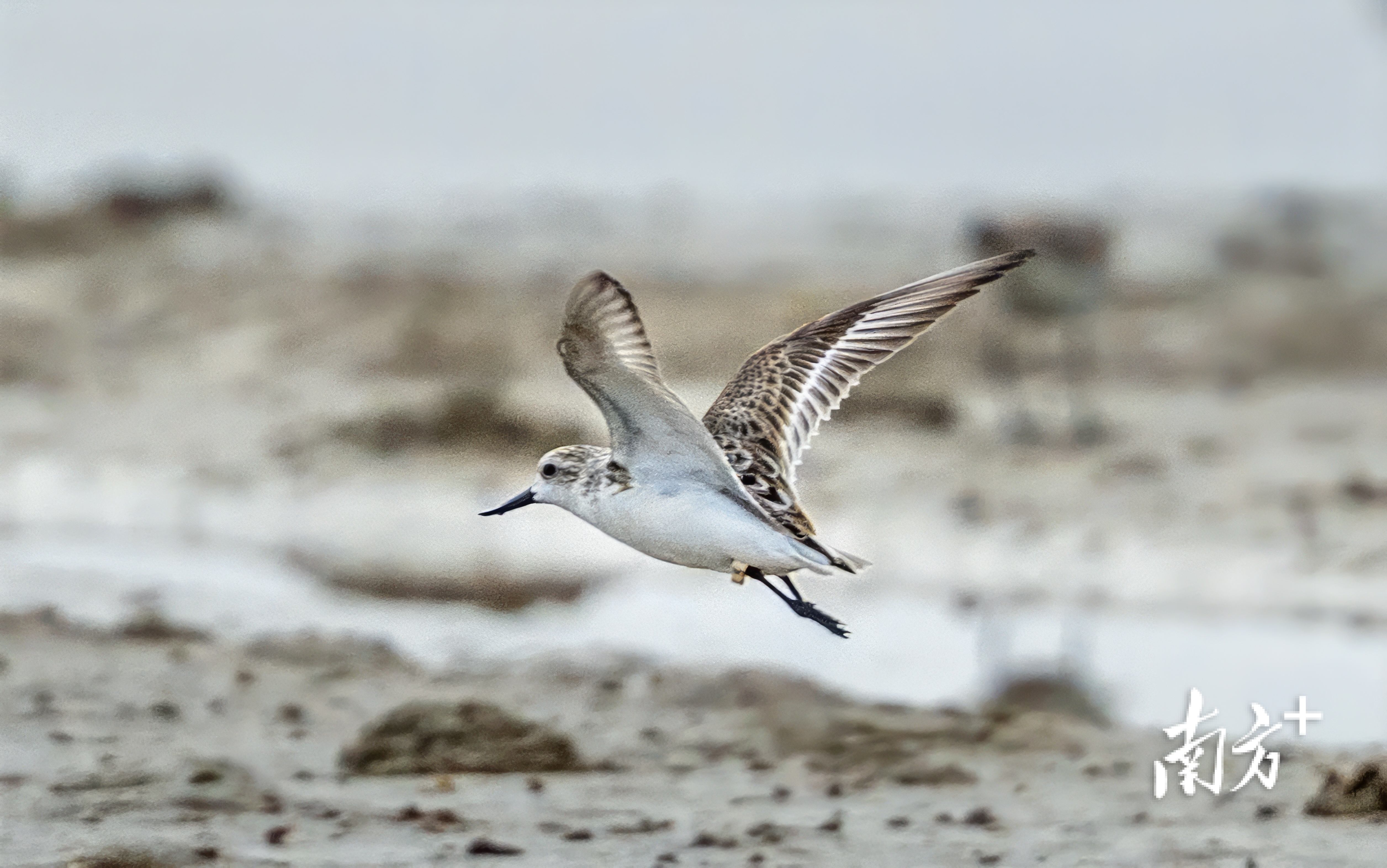 溪头镇北寮湾红树林公园滩涂上,一只携带“L5”鸟类标志的勺嘴鹬正在飞向下一片滩涂继续觅食。 溪头镇北寮湾红树林公园滩涂上,一只携带“L5”鸟类标志的勺嘴鹬正在飞向下一片滩涂继续觅食。