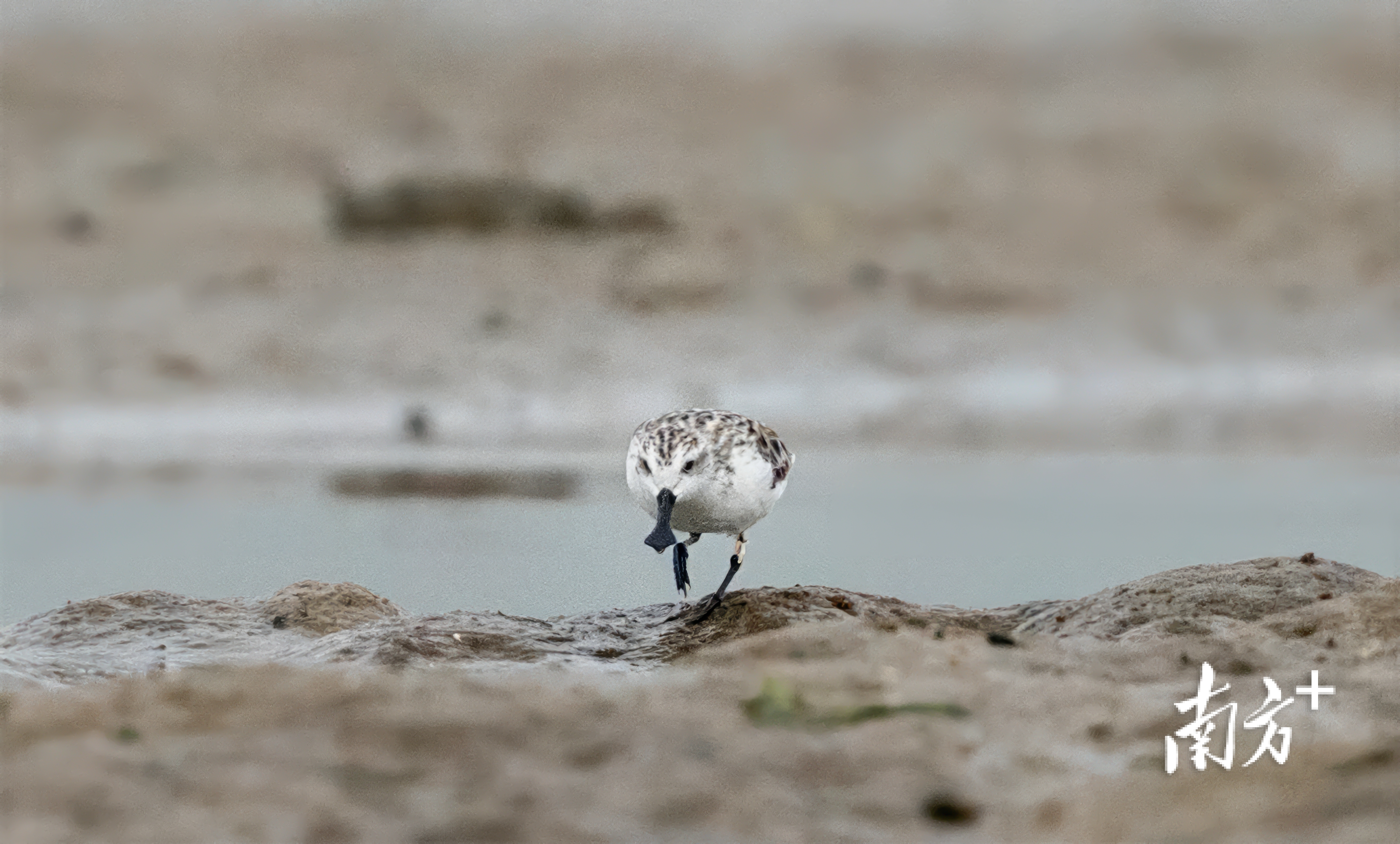 溪头镇北寮湾红树林公园滩涂上,一只携带“L5”鸟类标志的勺嘴鹬正在觅食。 溪头镇北寮湾红树林公园滩涂上,一只携带“L5”鸟类标志的勺嘴鹬正在觅食。