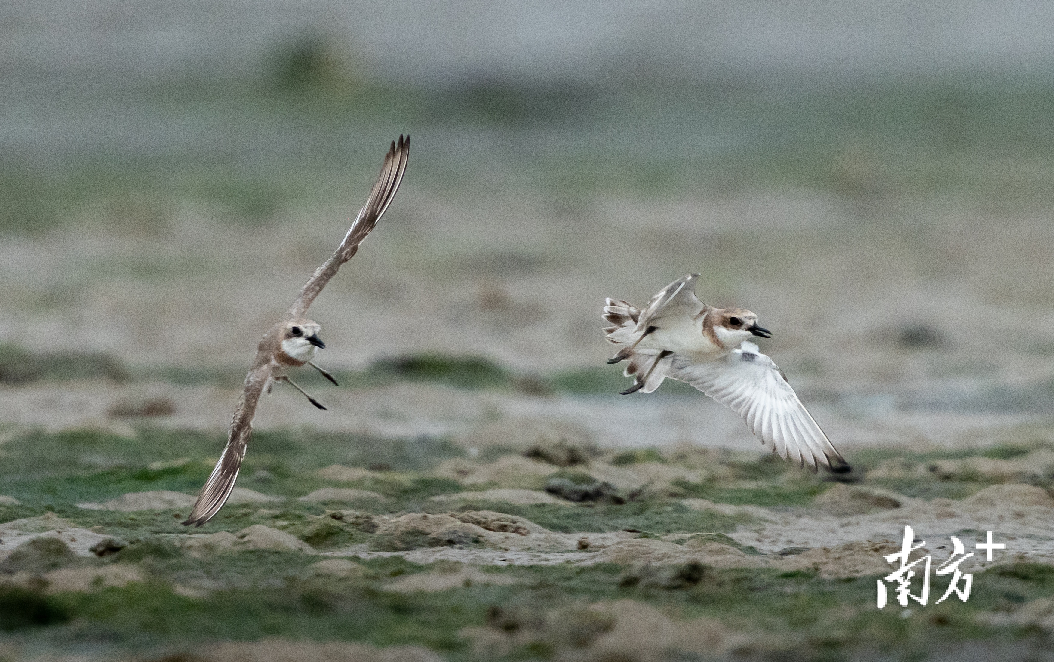 滩涂上,两只铁嘴沙鸻正在嬉戏打闹。 滩涂上,两只铁嘴沙鸻正在嬉戏打闹。