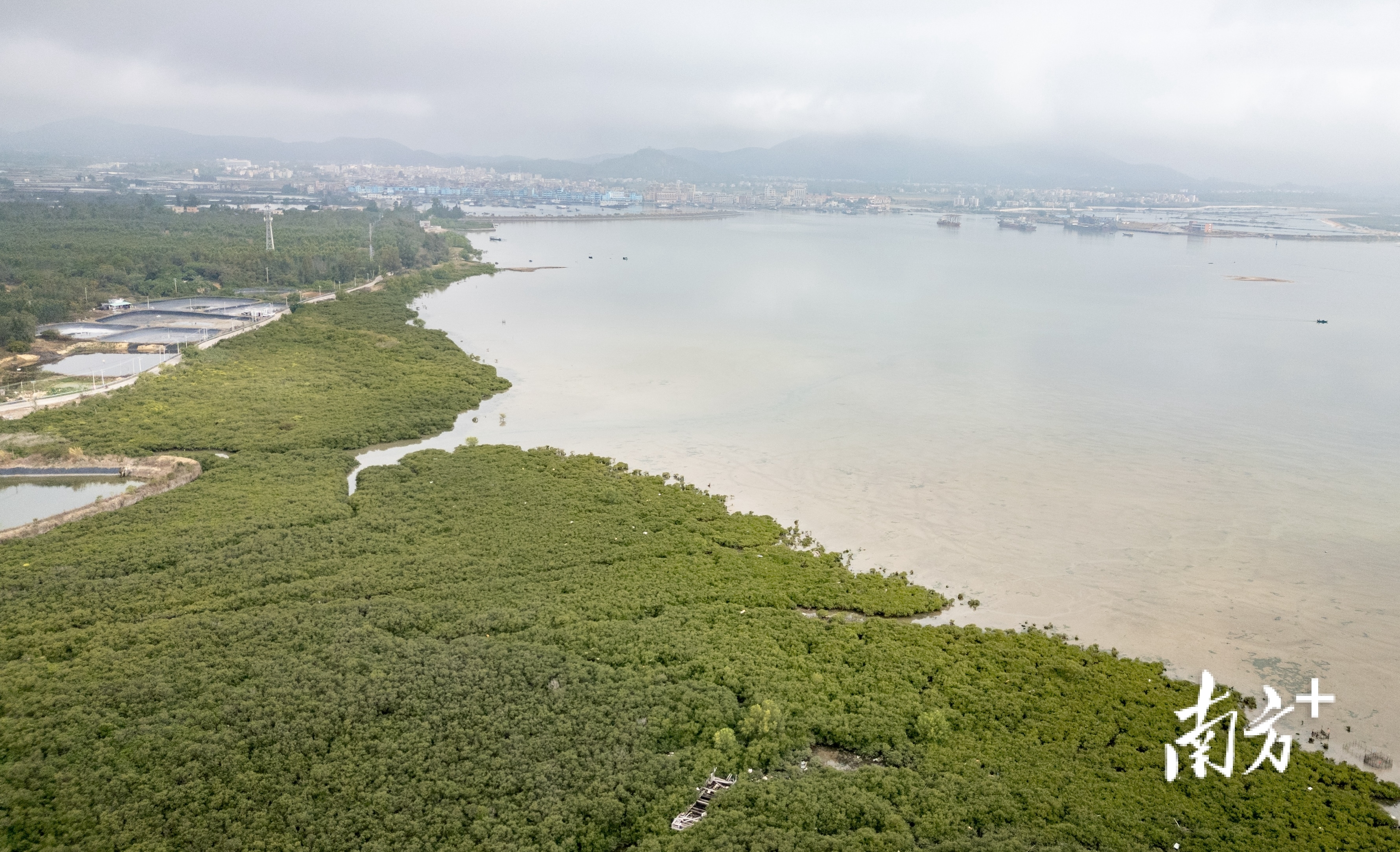 阳江阳西县溪头镇,绵延的红树林为候鸟们筑起一道天然屏障。 阳江阳西县溪头镇,绵延的红树林为候鸟们筑起一道天然屏障。
