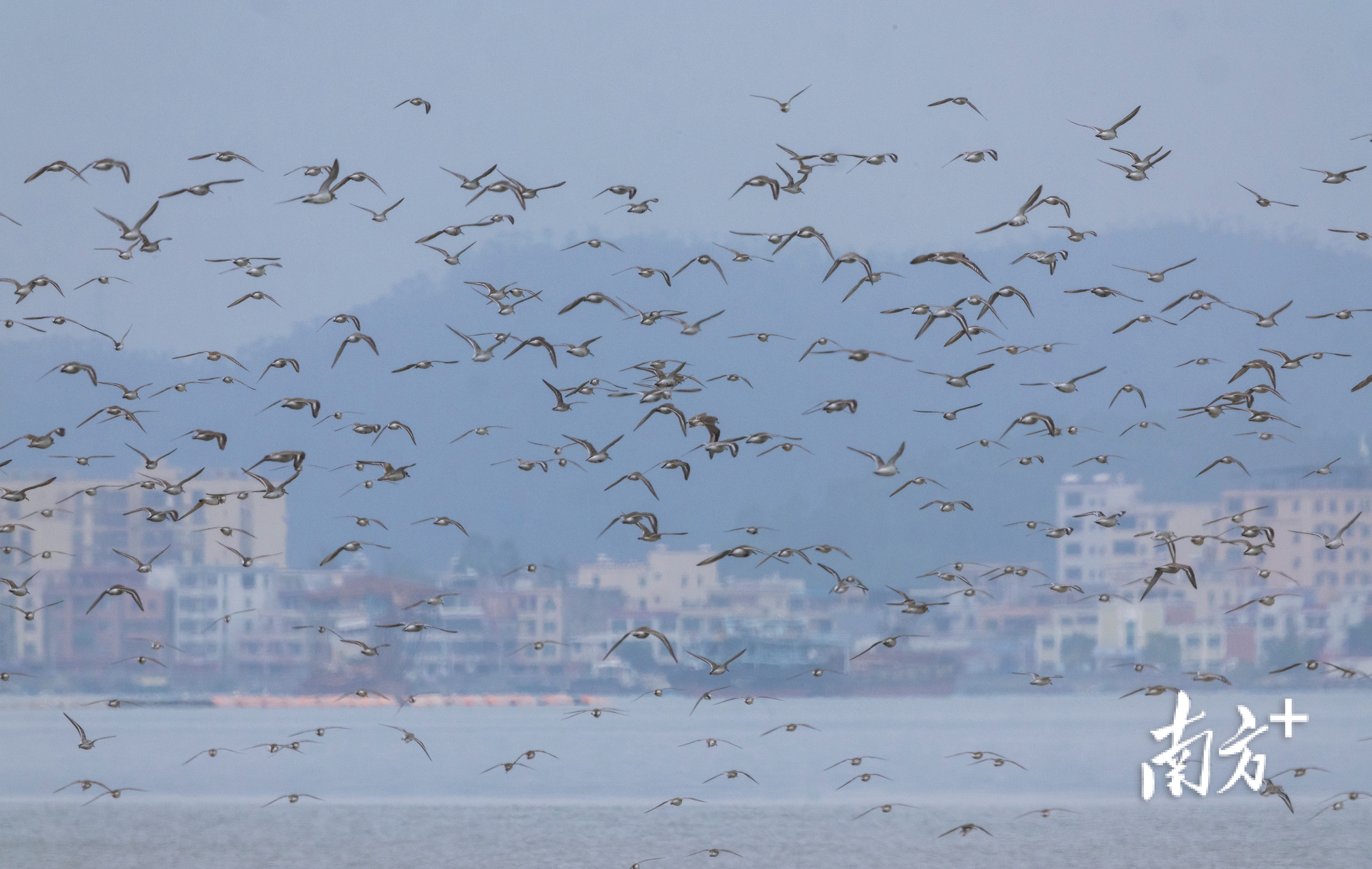 每到秋冬季节,阳江阳西县散头咀便会迎来成千上万的候鸟。 每到秋冬季节,阳江阳西县散头咀便会迎来成千上万的候鸟。