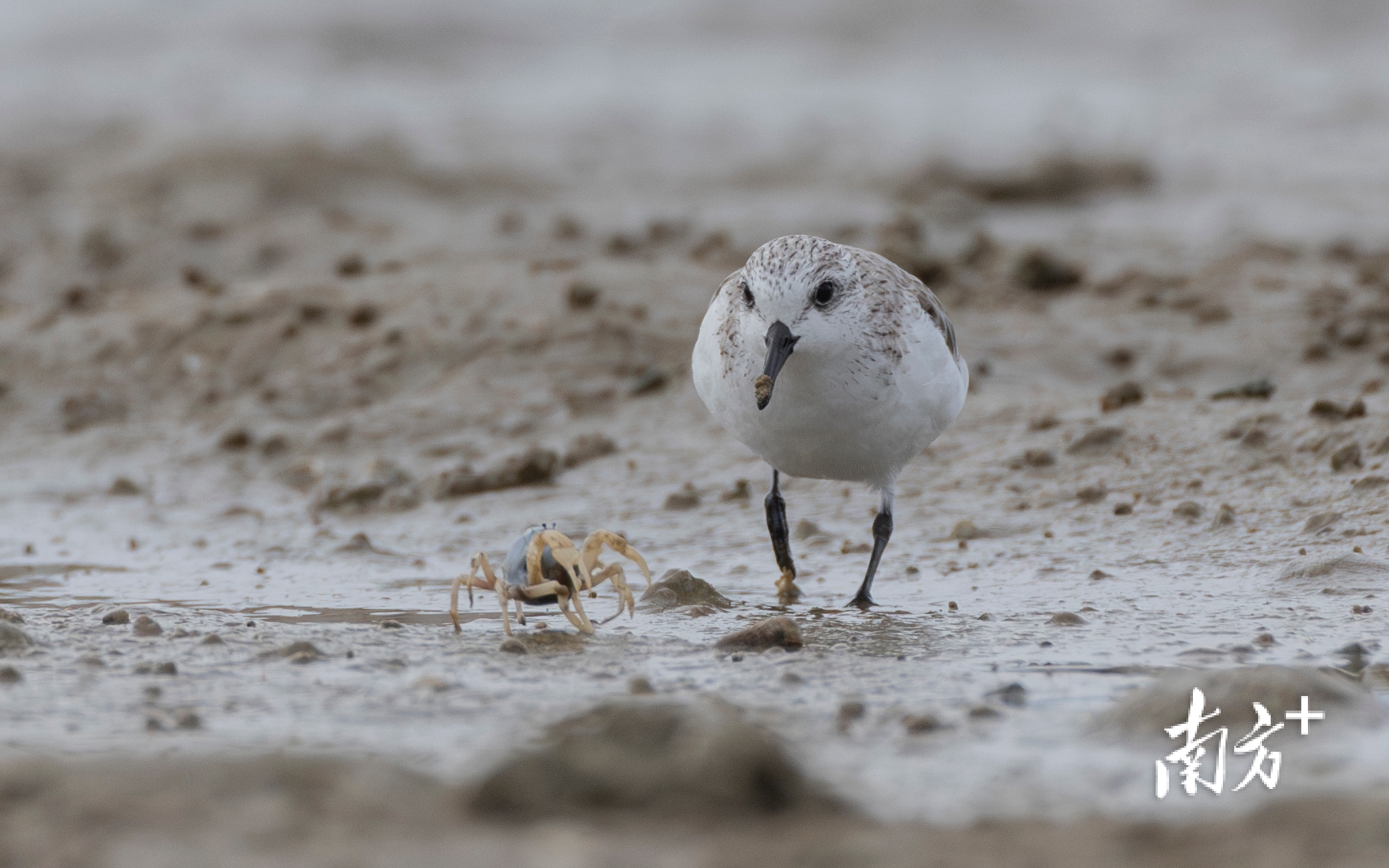 一只三趾滨鹬奔向短趾和尚蟹。 一只三趾滨鹬奔向短趾和尚蟹。