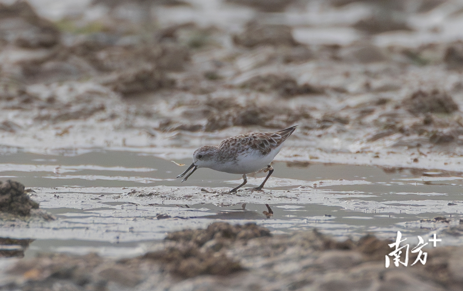 携带环志“L5”的勺嘴鹬在捕食小虾。 携带环志“L5”的勺嘴鹬在捕食小虾。